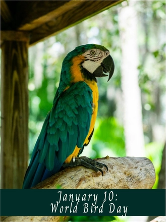 Green Women Magazine January 2026 — page 4