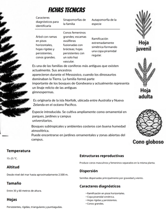 Sistematica vegetal — page 13
