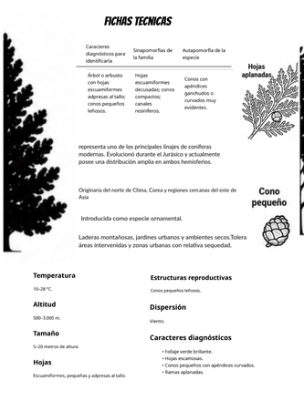 Sistematica vegetal — page 14