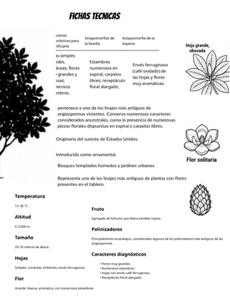 Sistematica vegetal — page 15