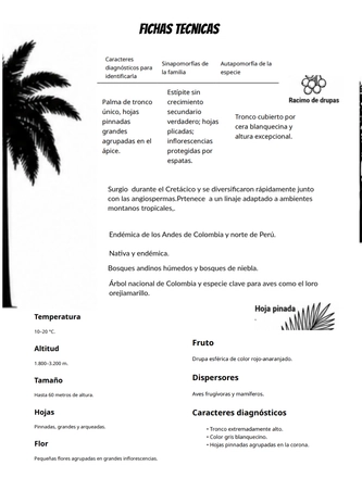 Sistematica vegetal — page 16