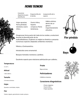 Sistematica vegetal — page 17