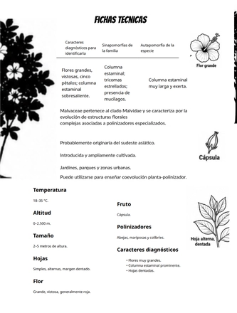 Sistematica vegetal — page 18