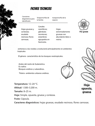 Sistematica vegetal — page 19