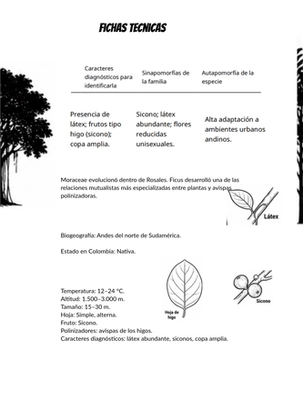 Sistematica vegetal — page 20