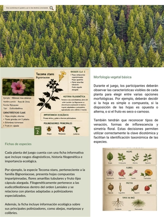 Sistematica vegetal — page 3