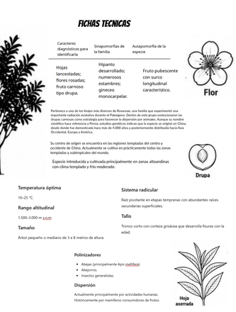 Sistematica vegetal — page 21