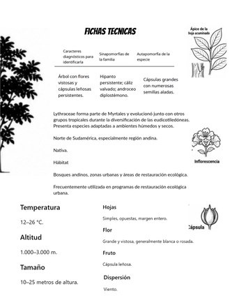 Sistematica vegetal — page 24