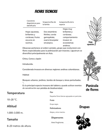 Sistematica vegetal — page 25