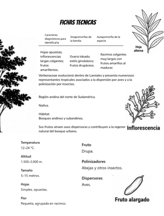 Sistematica vegetal — page 27