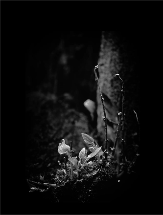 FARROUPILHA PARK B&W — page 2