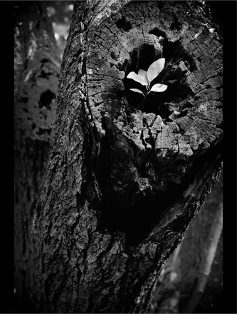 FARROUPILHA PARK B&W — page 11
