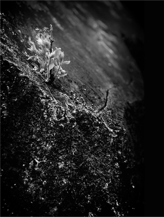 FARROUPILHA PARK B&W — page 12