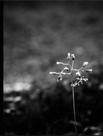 FARROUPILHA PARK B&W — page 13