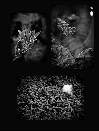 FARROUPILHA PARK B&W — page 14