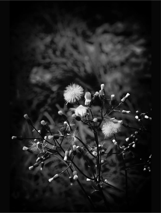 FARROUPILHA PARK B&W — page 15