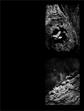 FARROUPILHA PARK B&W — page 16
