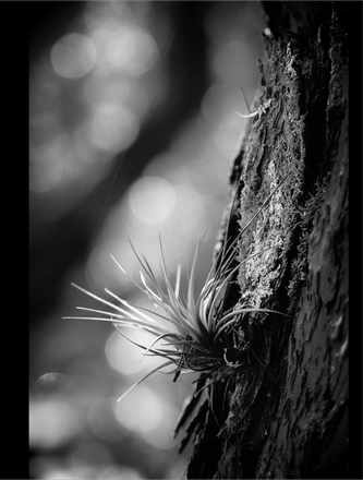 FARROUPILHA PARK B&W — page 17