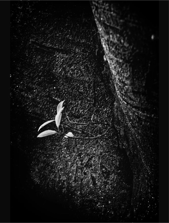 FARROUPILHA PARK B&W — page 19
