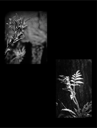 FARROUPILHA PARK B&W — page 3
