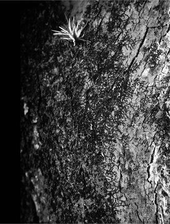 FARROUPILHA PARK B&W — page 21