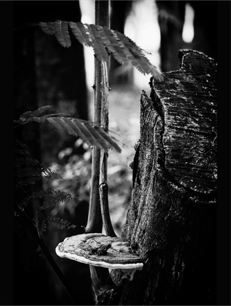 FARROUPILHA PARK B&W — page 25