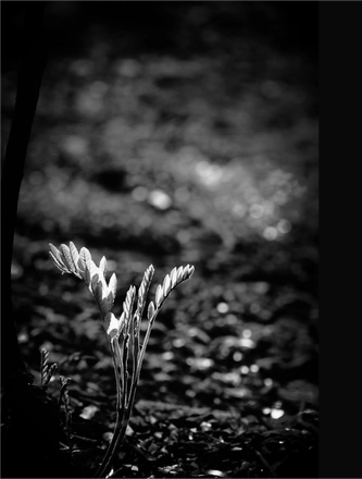 FARROUPILHA PARK B&W — page 4