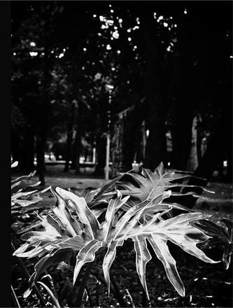FARROUPILHA PARK B&W — page 5
