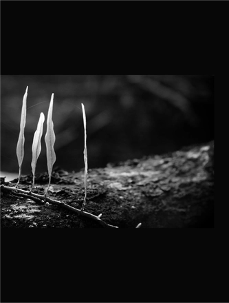 FARROUPILHA PARK B&W — page 6