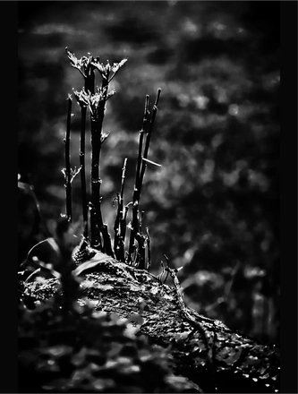 FARROUPILHA PARK B&W — page 7