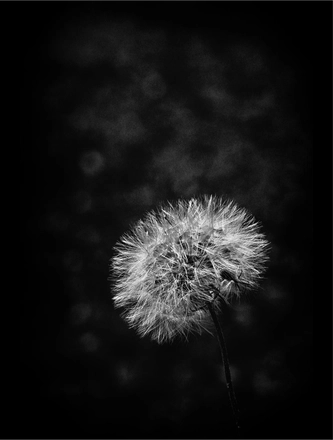 FARROUPILHA PARK B&W — page 9