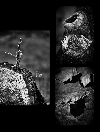 FARROUPILHA PARK B&W — page 10